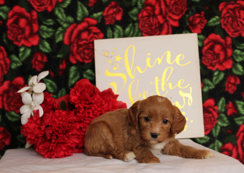 puppy, for, sale, Mini Goldendoodle F2, Matthew B. Stoltzfus, dog, breeder, Gap, PA, dog-breeder, puppy-for-sale, forsale, nearby, find, puppyfind, locator, puppylocator, aca